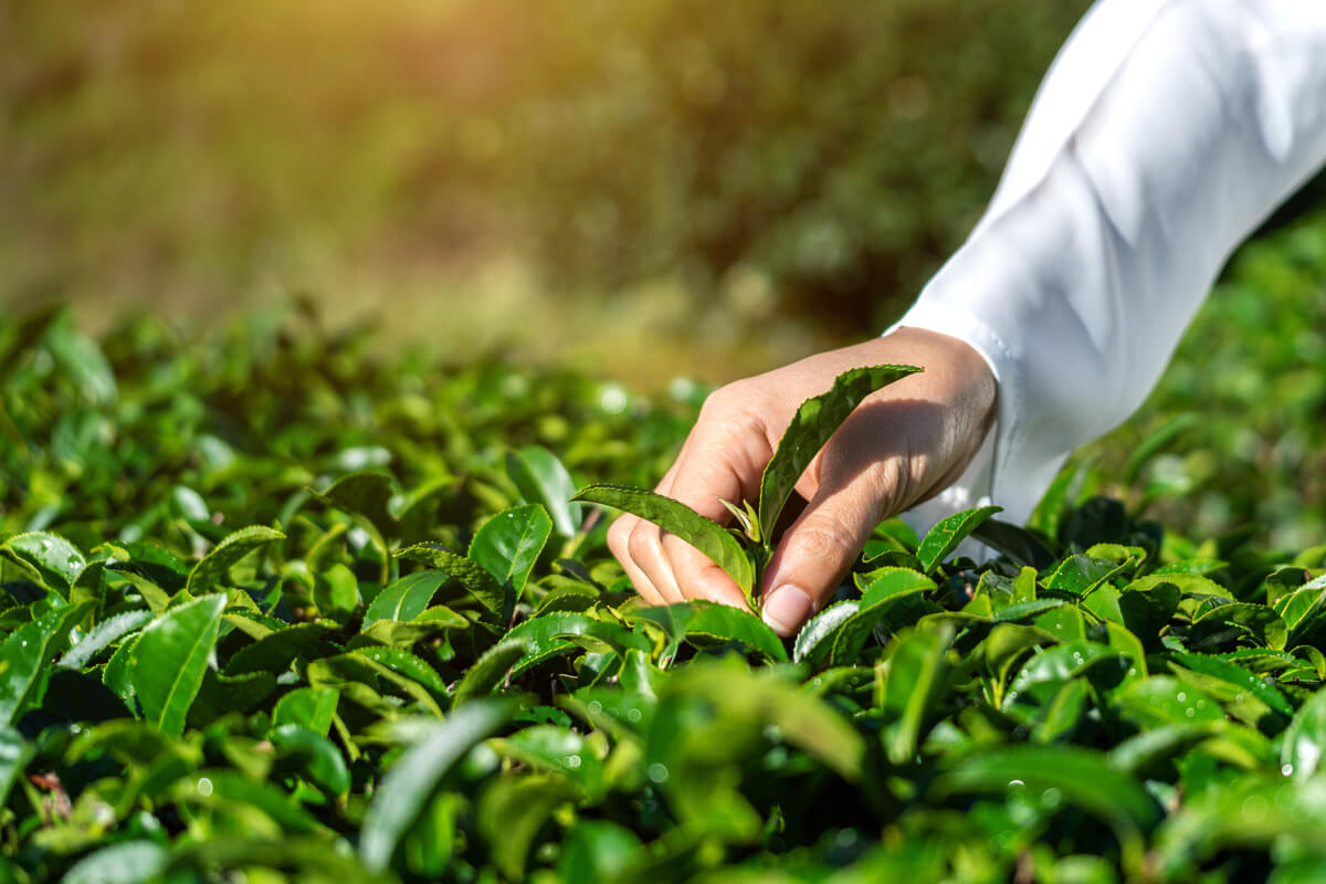 Unlocking the Best Time of Day to Drink Green Tea for Weight Loss!